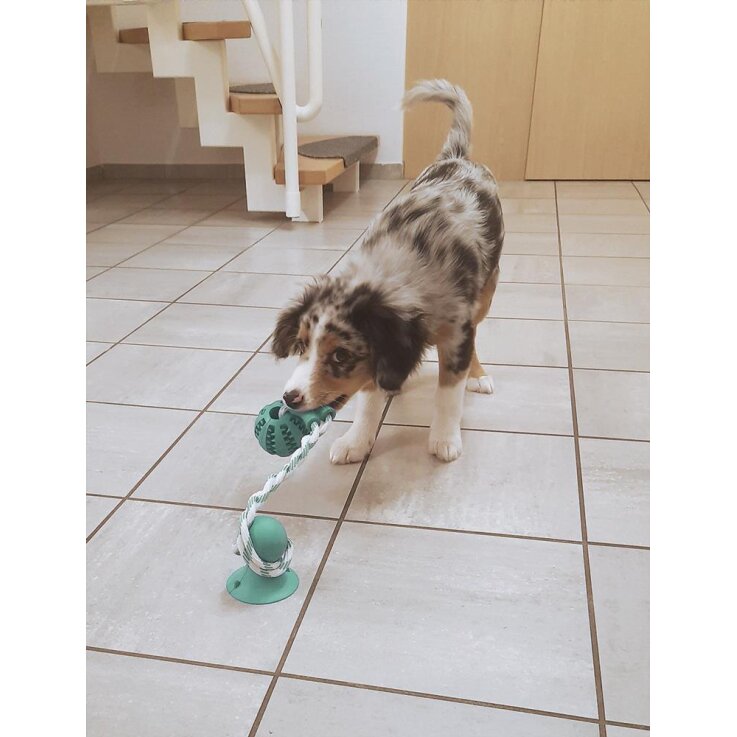 NOBBY Dental Spielzeug, 50 cm