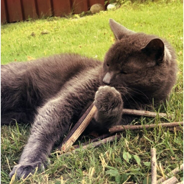 Katzen - Snacks AUMÜLLER Katzensticks Silver Vine