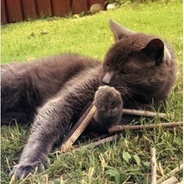 Katzen - Snacks AUMÜLLER Katzensticks Silver Vine