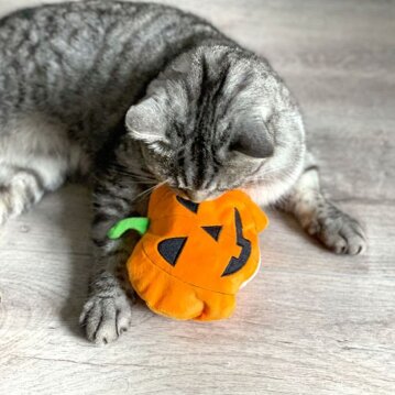 AUMÜLLER Kürbis Baldrian-Katzenspielkissen