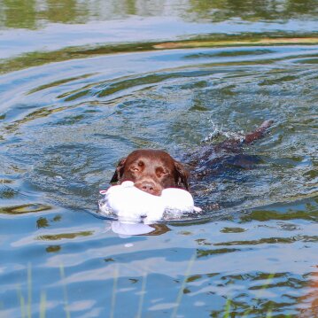 NOBBY Hundespielzeug Stoffeisbär wasserfest...