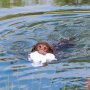 NOBBY Hundespielzeug Stoffeisbär wasserfest "Floating", 27 cm