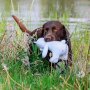NOBBY Hundespielzeug Stoffeisbär wasserfest "Floating", 27 cm