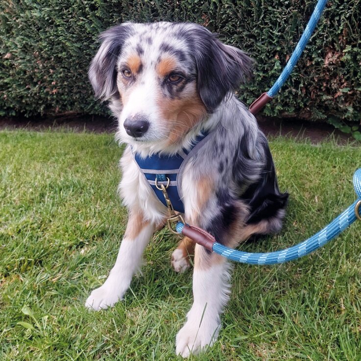 NOBBY Führleine "SPORTY "