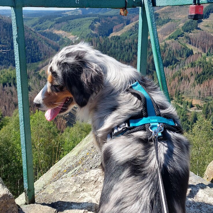 NOBBY Geschirr "DAILY WALK COMFORT"