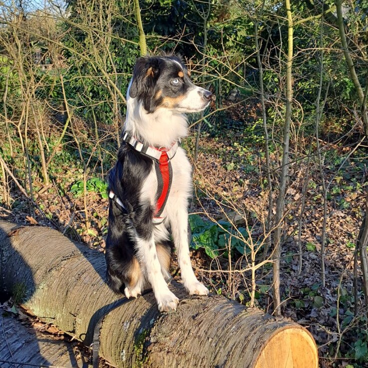 NOBBY Geschirr "DAILY WALK COMFORT"