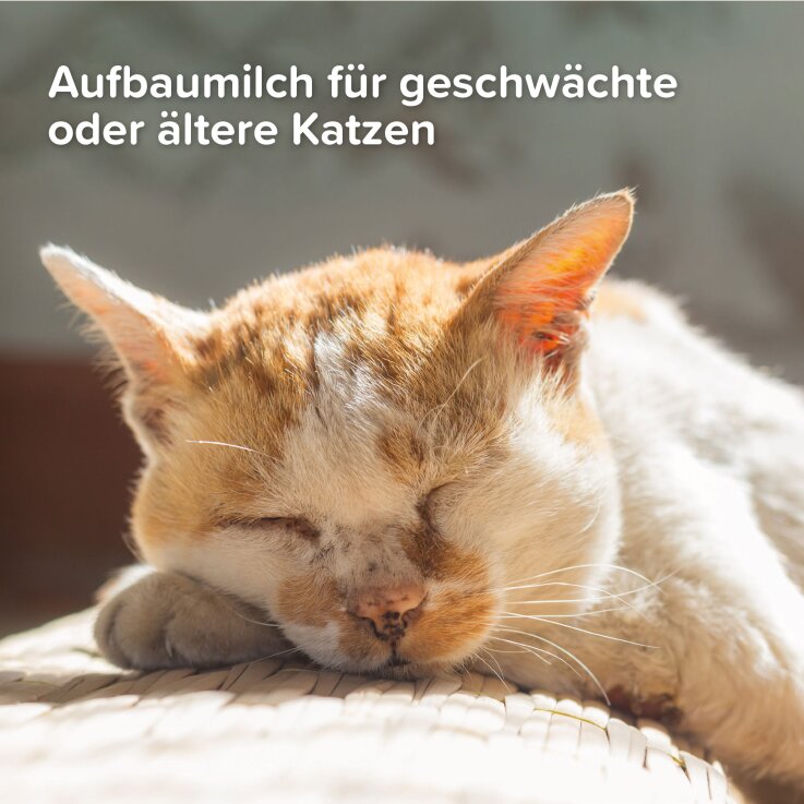 BEAPHAR Lactol Aufzucht-Milch Katze