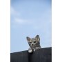 ESSCHERT DESIGN Zaunhänger "Katze"