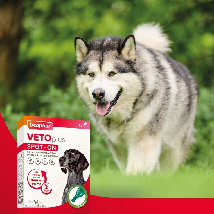 BEAPHAR VETOplus SPOT-ON für mittelgroße Hunde (15 - 30 kg), 3 x 2 ml