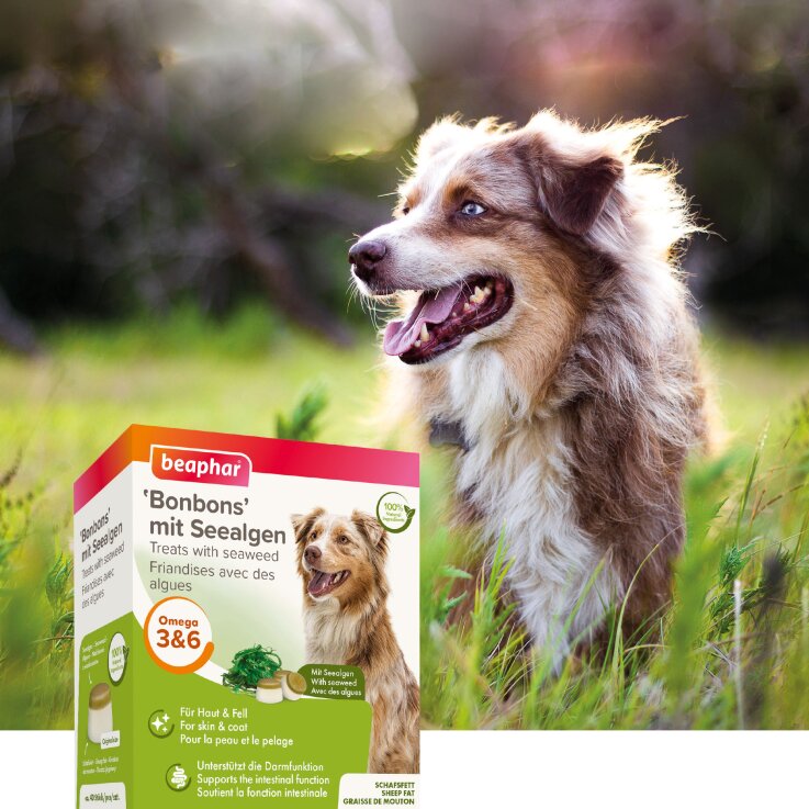 Hunde - Snack BEAPHAR "Bonbons" mit Seealgen, 245 g