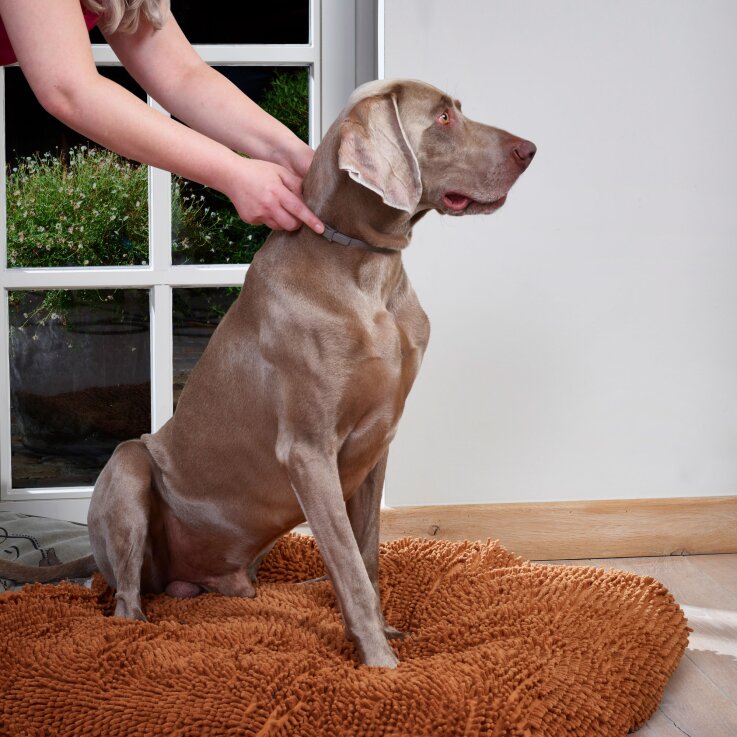 BEAPHAR CaniComfort® Wohlfühl-Halsband, 65 cm