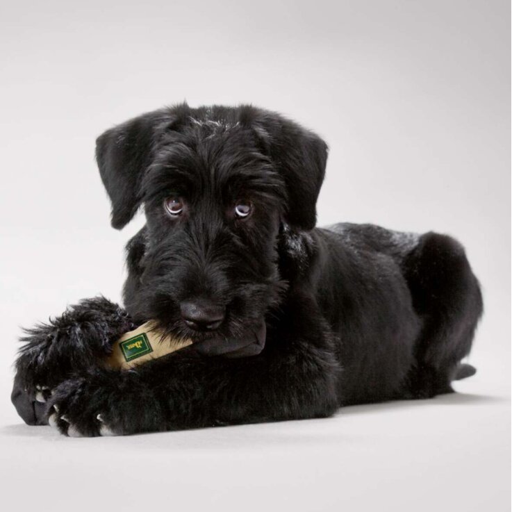 HUNTER Trainer Snack Dummy, beige, 20 cm