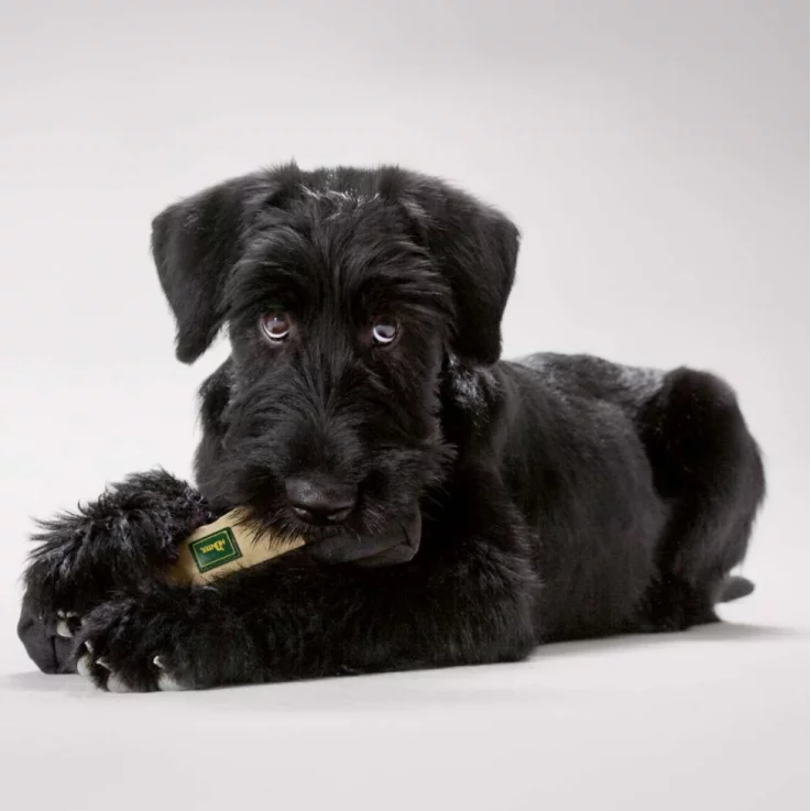 HUNTER Trainer Snack Dummy, beige, 20 cm