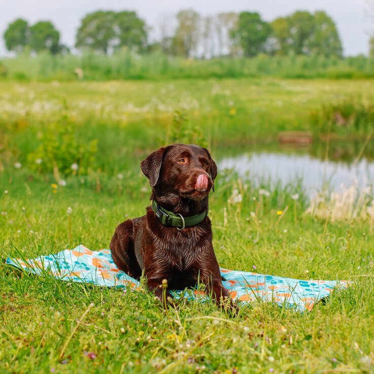 NOBBY Kühlmatte "Flower", L, 90 x 70 cm