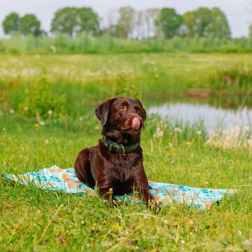 NOBBY Kühlmatte "Flower", L, 90 x 70 cm