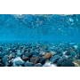 SEAVIEW Doppelseitiger Aquarien - Rückwandposter "River Rock / Sea of Green", H: 30,5 cm