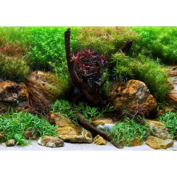 SEAVIEW Doppelseitiger Aquarien - Rückwandposter "Aquagarden / Brightstone ", H: 30,5 cm