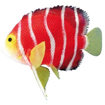 NOBBY Aqua Ornaments Fantasy Decor "SKALAR", 11...