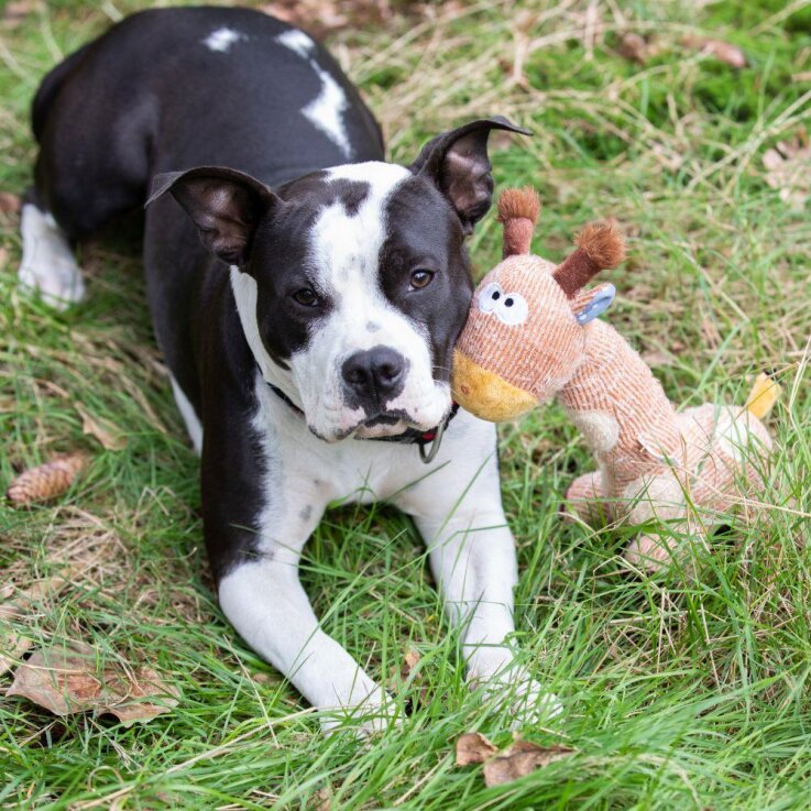 NOBBY Plüsch Giraffe, 33 cm