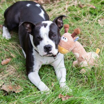 NOBBY Plüsch Giraffe, 33 cm