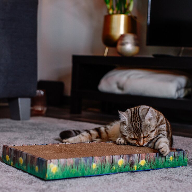 NOBBY Kratzbrett aus Karton