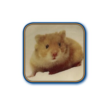 NOBBY  Hamster Keramikschale, rot, Ø 7,5 x 2,5 cm