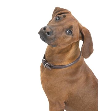 WOLTERS Halsband Terravita rund, petrol, 45 cm