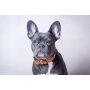 Das Lerderband Hundehalsband Granada Walnut / Black Länge 50 cm Breite 40 mm