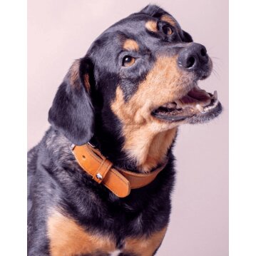 Das Lederband Hundehalsband Weinheim, kastanie, 57 cm x...