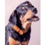 Das Lederband Hundehalsband Weinheim kastanie 47 cm x 18 mm